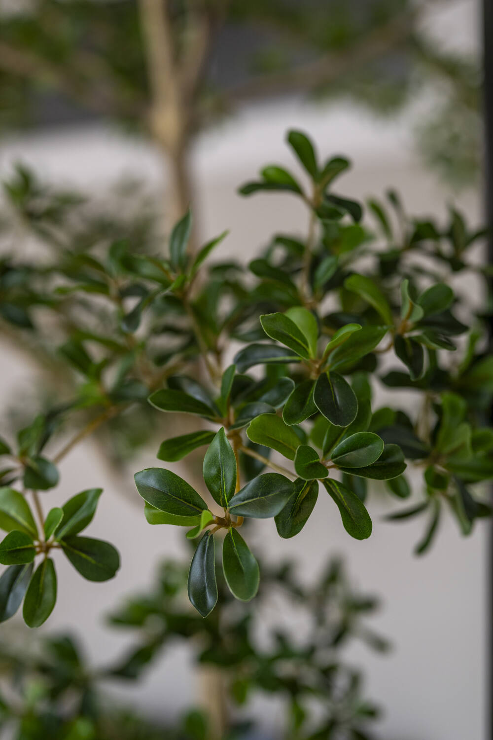 Buchida Buceras Shady Lady Tree XL, Green
