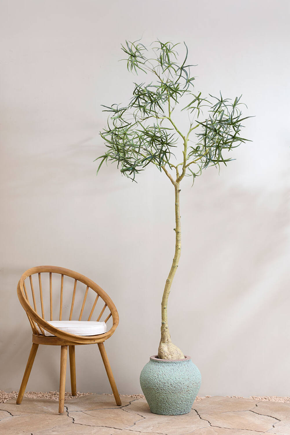 Queensland bottle Tree L, Green