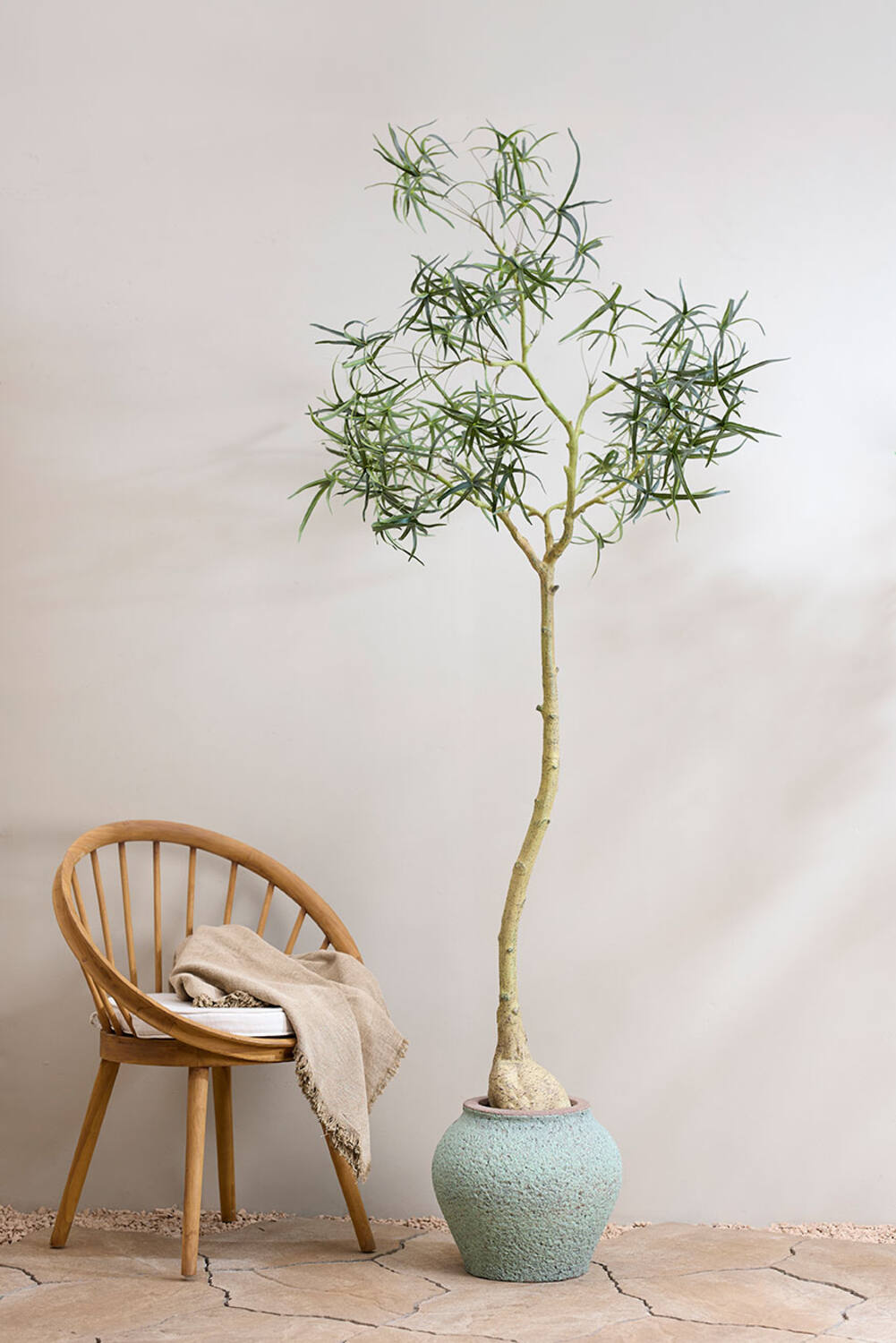 Queensland bottle Tree L, Green