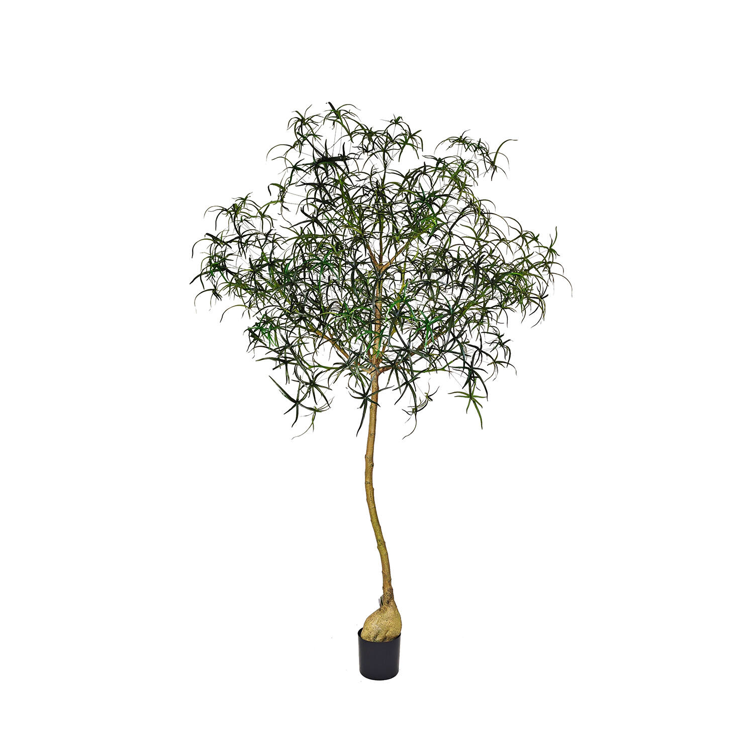 Queensland bottle Tree XL, Green