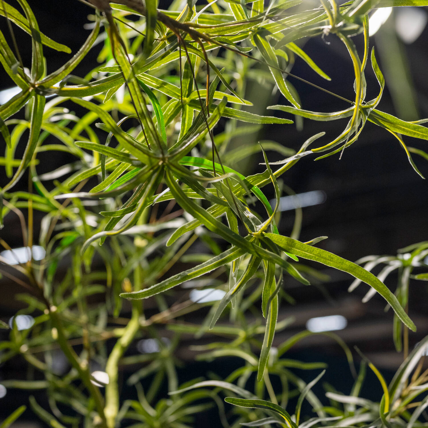 Queensland bottle Tree XL, Green
