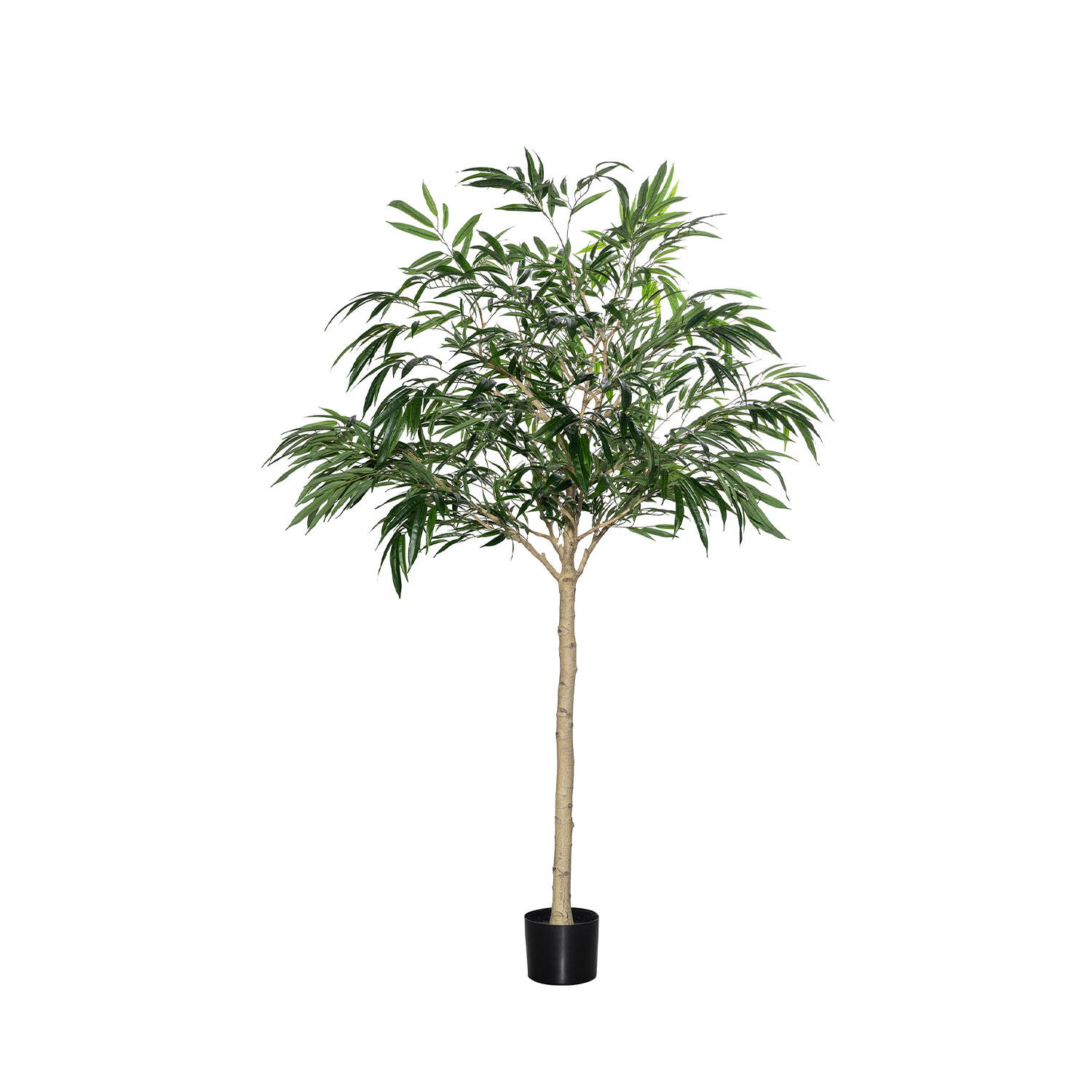 Ficus Alii Tree XL, Green