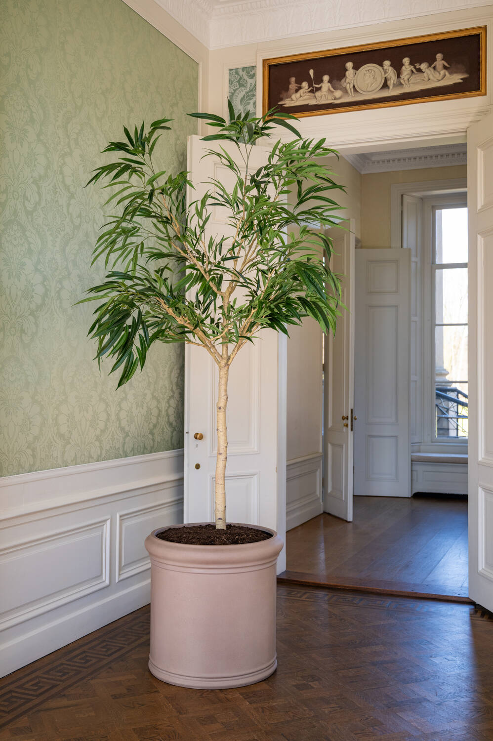 Ficus Alii Tree XL, Green