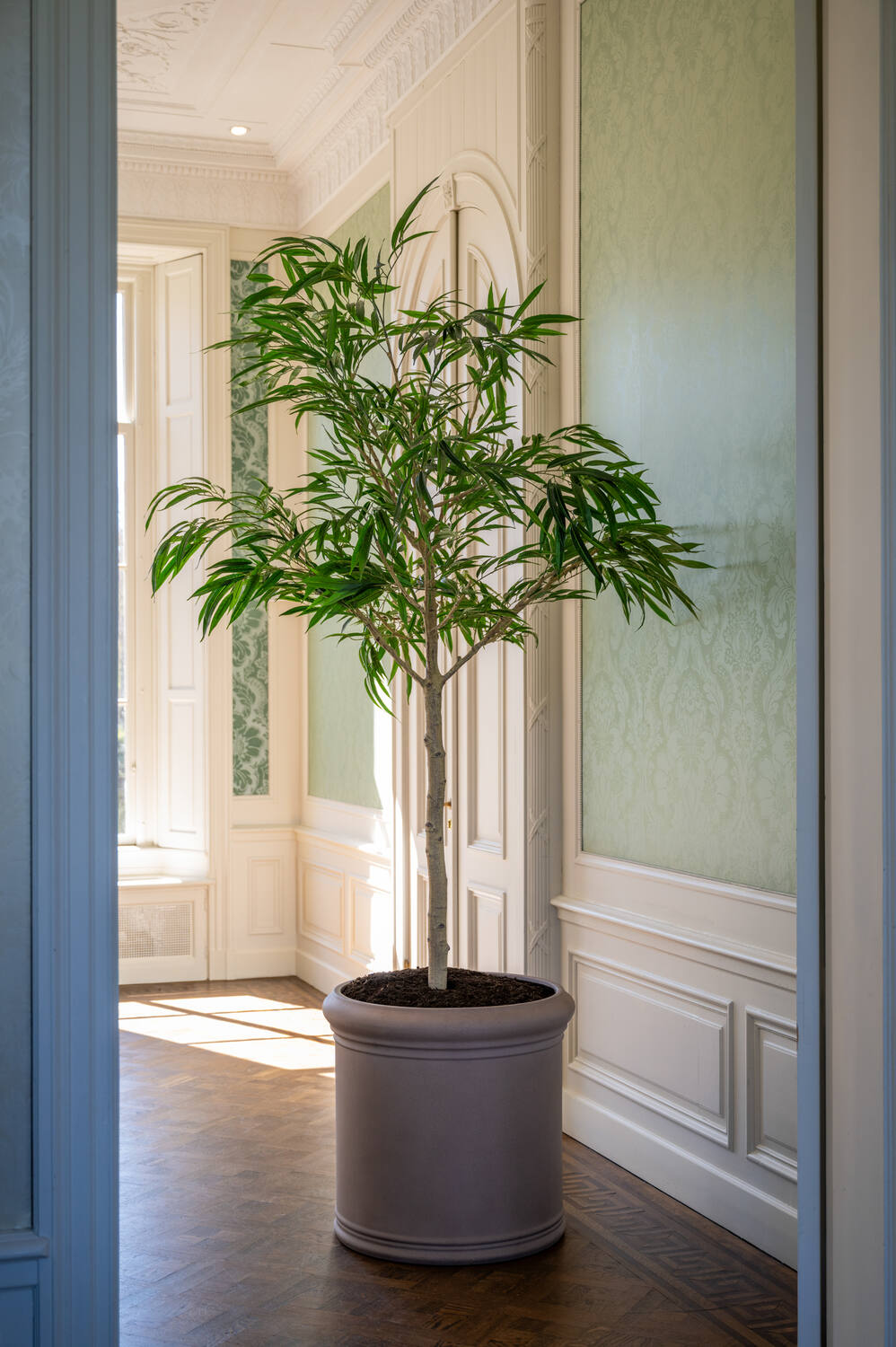 Ficus Alii Tree XL, Green