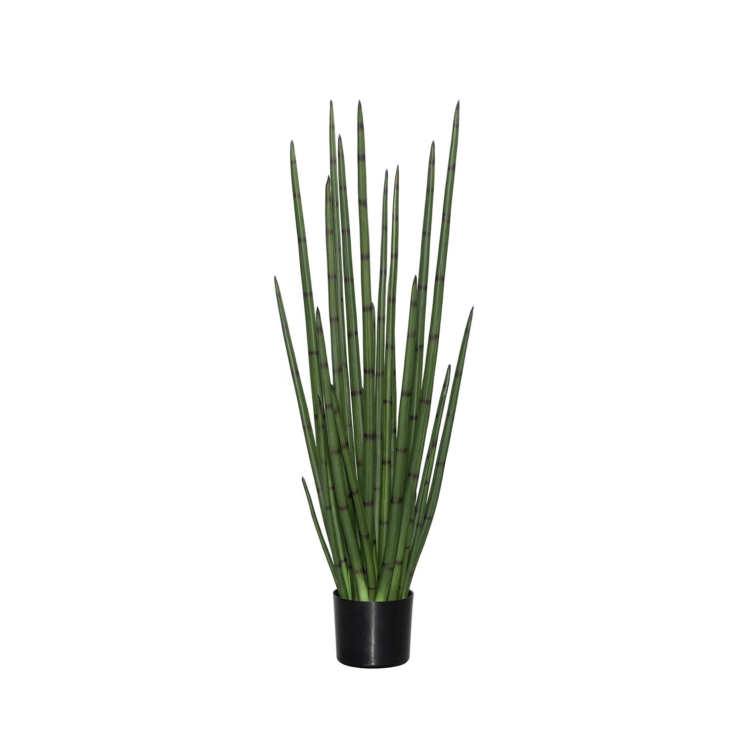 Sansevieria Cylindrica M, Green