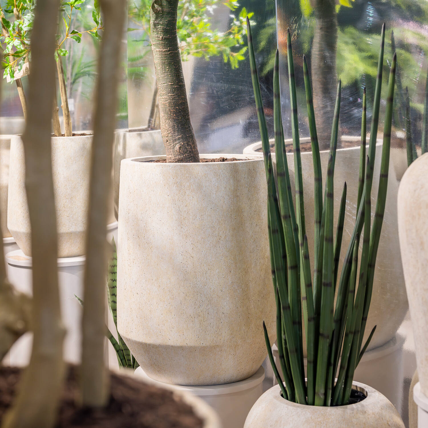 Sansevieria Cylindrica M, Green