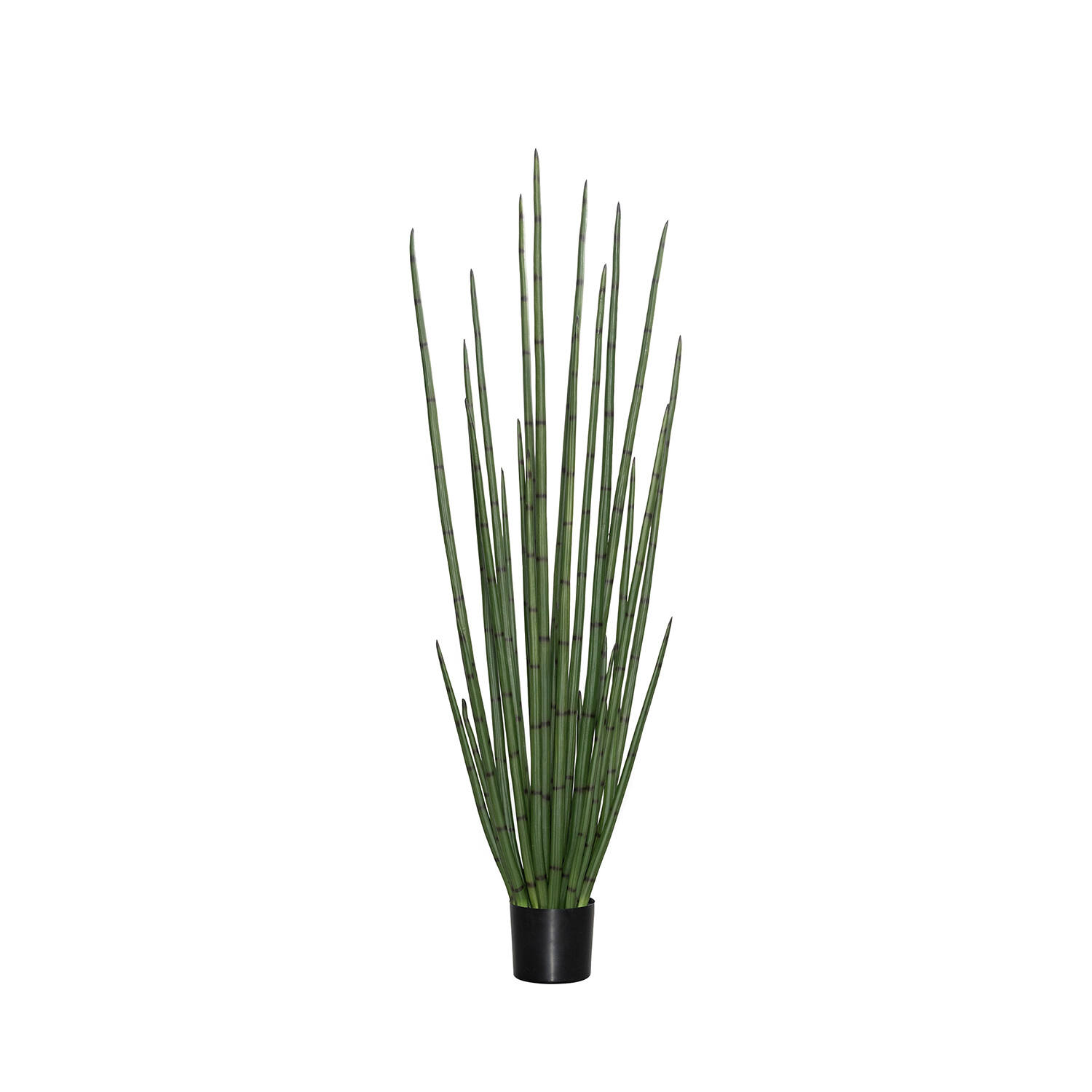 Sansevieria Cylindrica L, Green