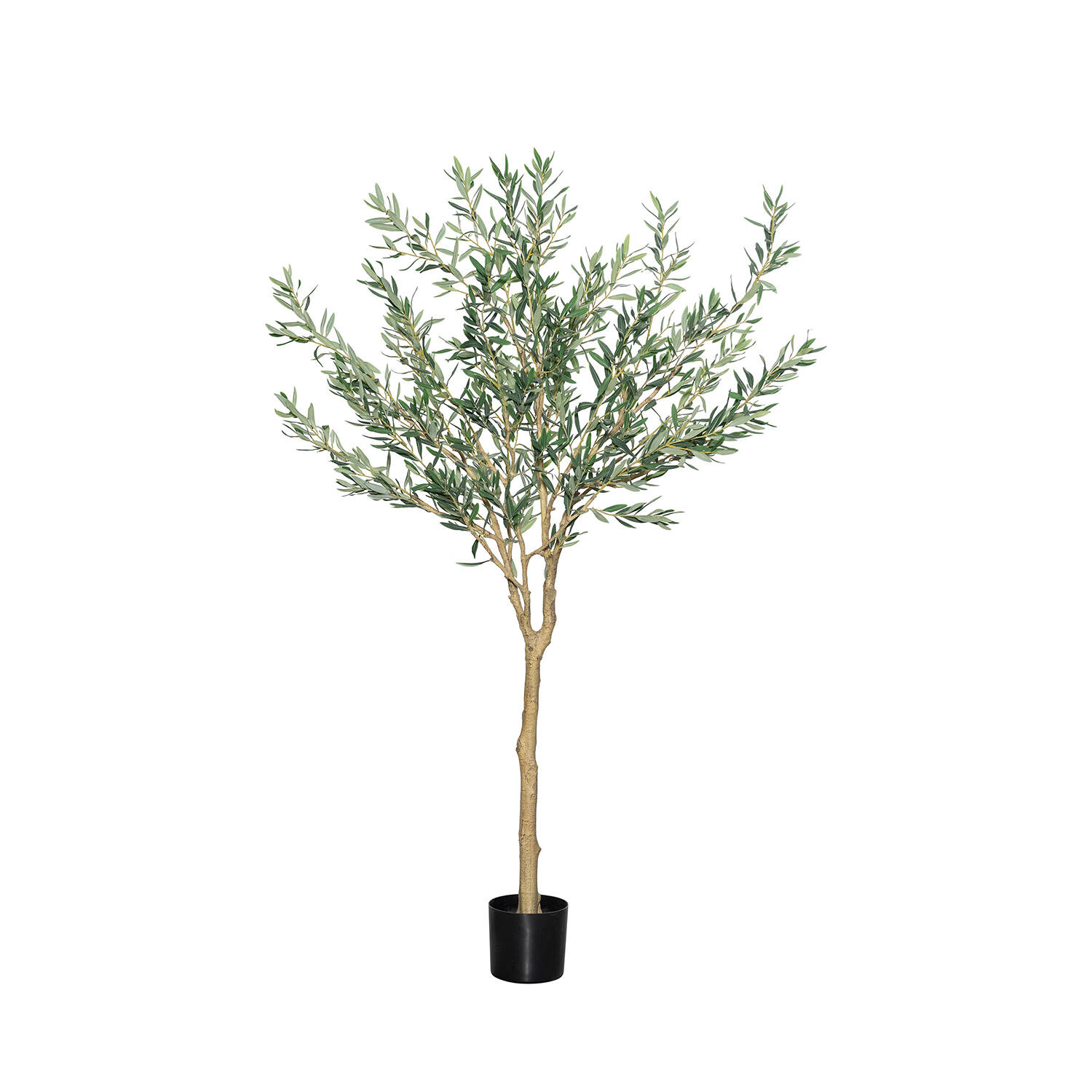 Olea Europaea Tree L, Green