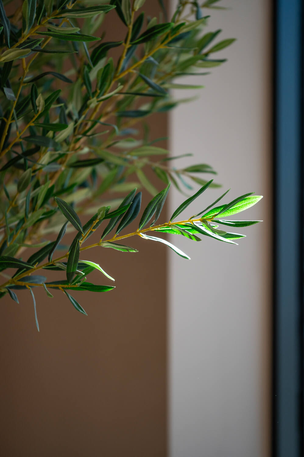 Olea Europaea Tree L, Green