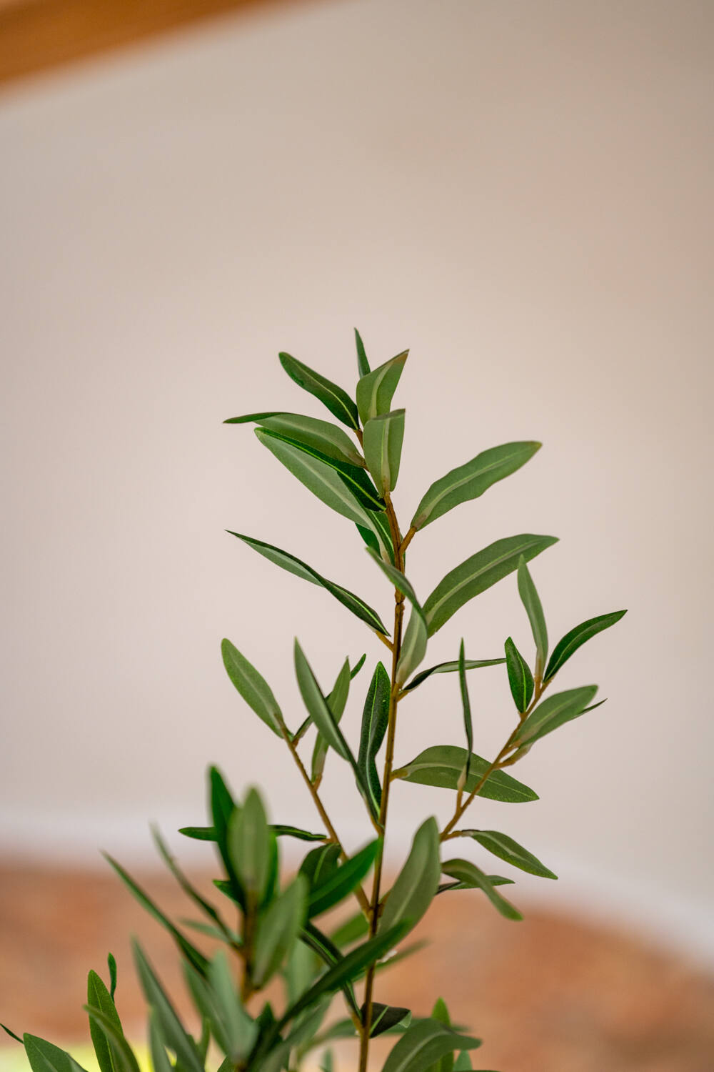 Olea Europaea Tree XL, Green