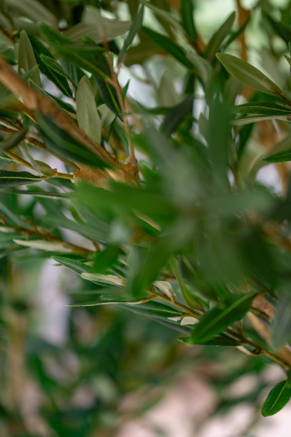 Olea Europaea Tree XL, Green