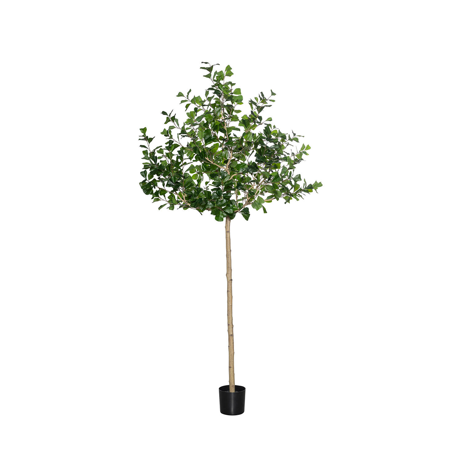 Ficus Triangularis Tree XL, Green