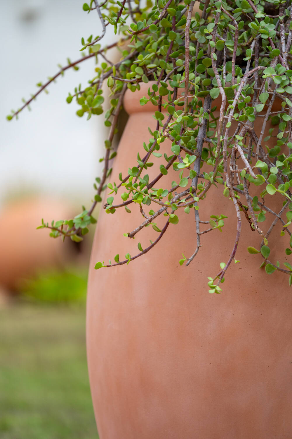 Amphora L, soft clay