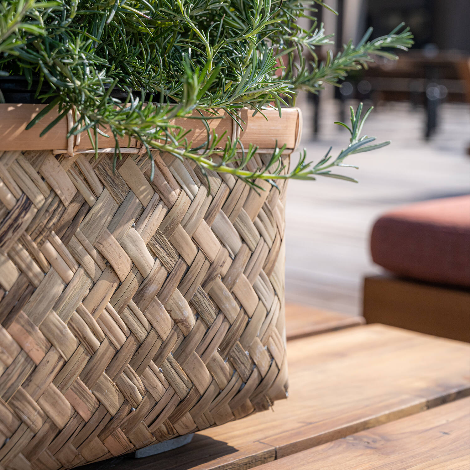 Nouri XS, Bamboo