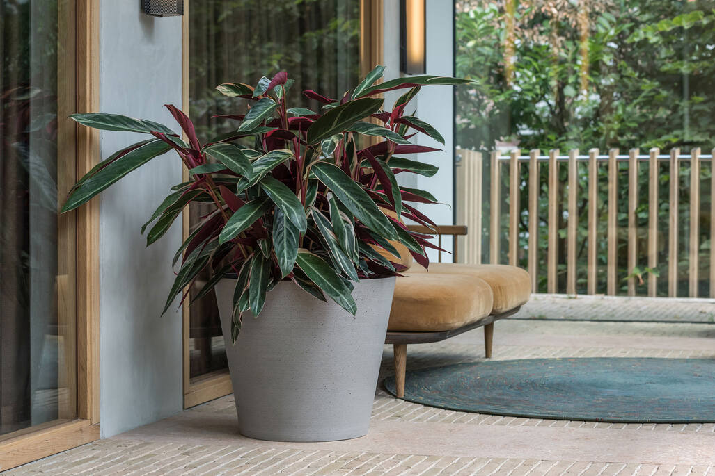 Bucket S, Clouded Grey