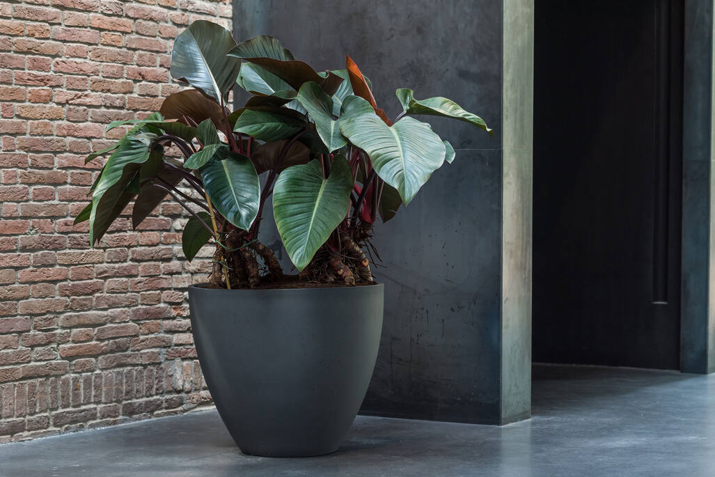 Jesslyn S, Volcano Black