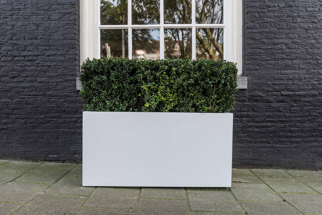 Jort M, Matte White