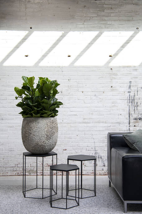 Ficus Lyrata XS, Green