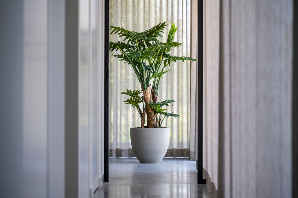 Philodendron L, Green