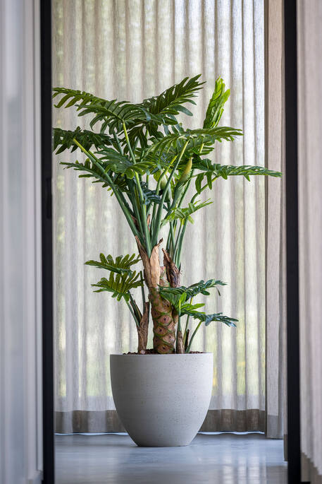 Philodendron L, Green