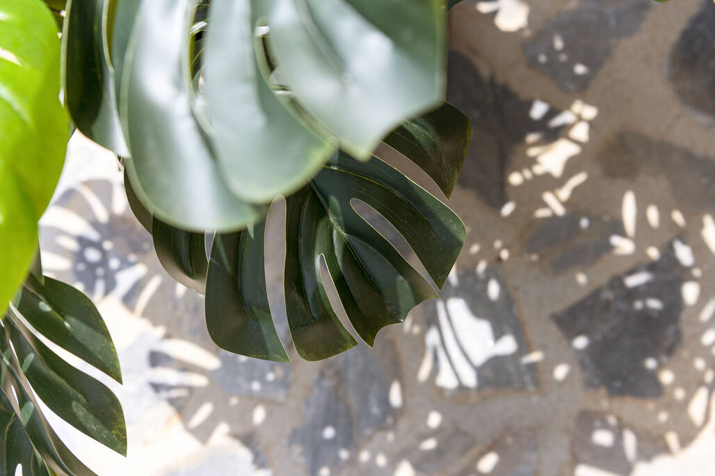 Monstera XL, Green