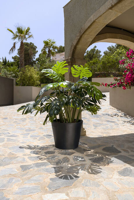 Monstera (EU)