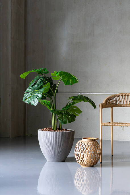 Monstera XXL, Green