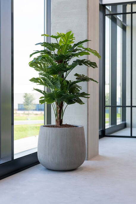 Monstera Pertusum L, Green