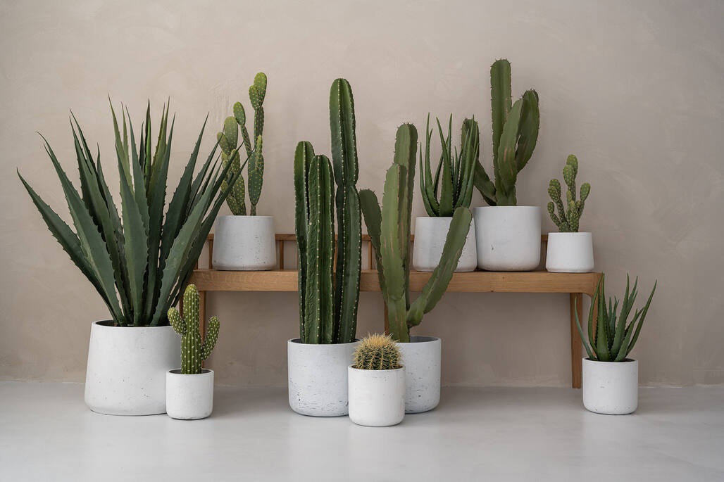 Cactus Saguaro S, Green