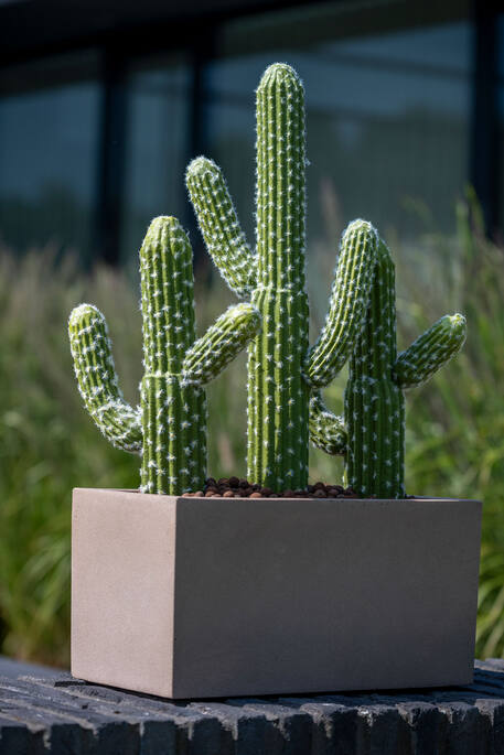 Cactus Saguaro S, Green