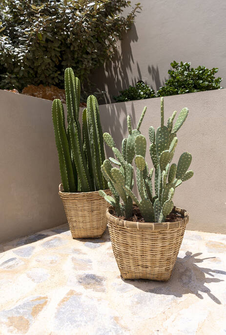 Cactus Opuntia M, Green