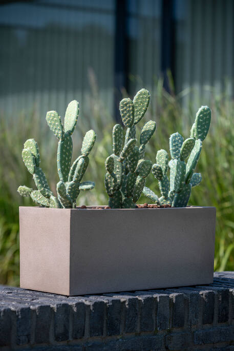 Cactus Opuntia M, Green
