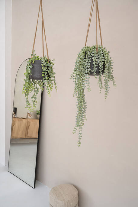 Senecio US