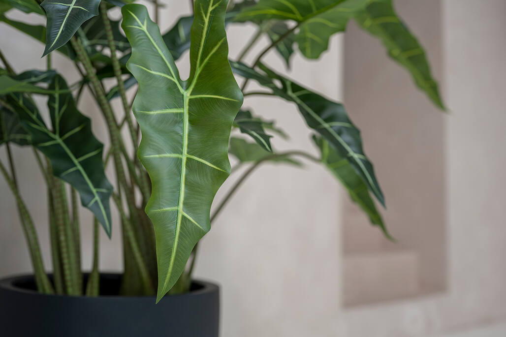 Alocasia taro S, Green