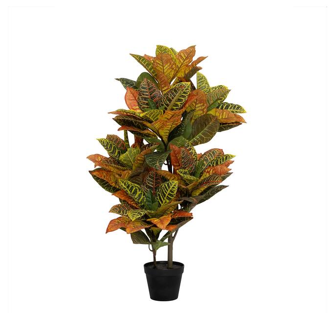 Codiaeum (EU)