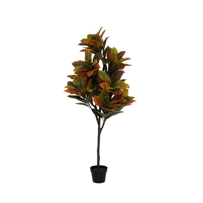 Codiaeum (EU)