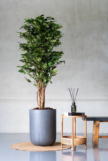 Ficus tree (EU)