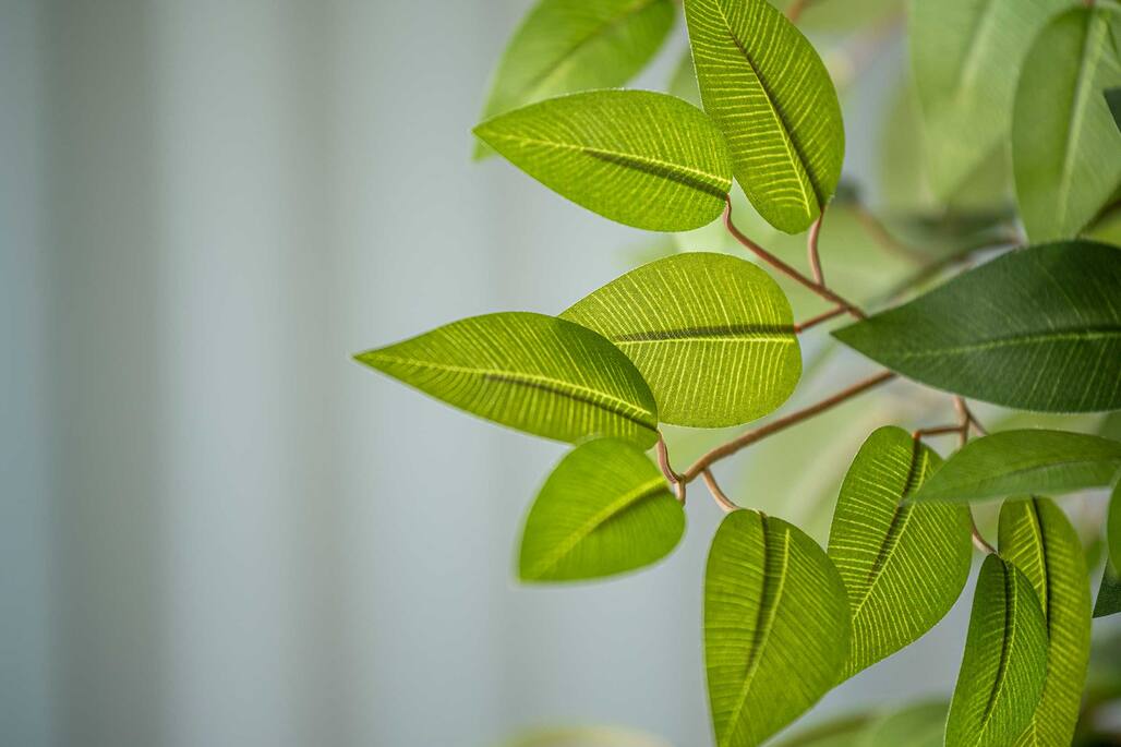 Ficus tree L, Green