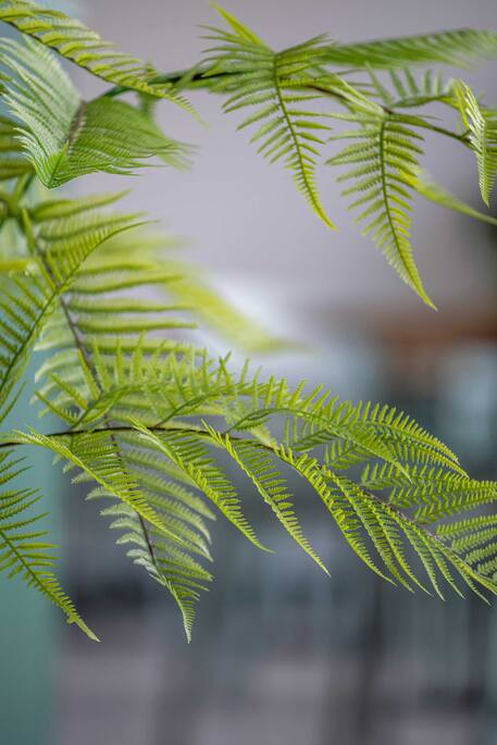 Fern S, Green
