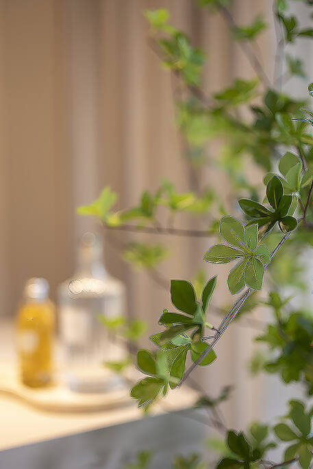 Enkianthus perulatus M, Green