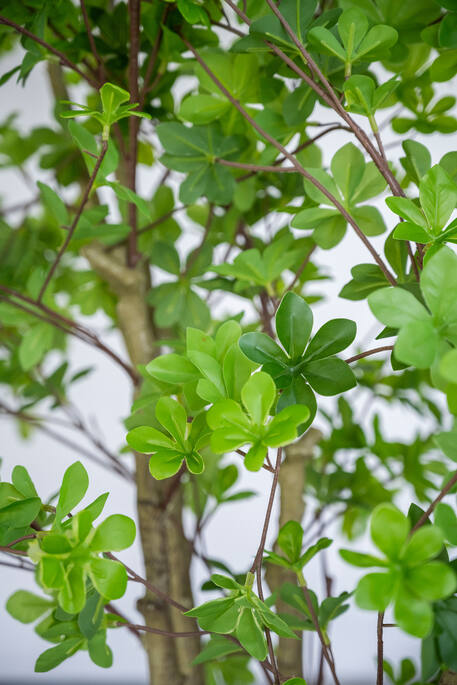 Enkianthus perulatus XL, Green