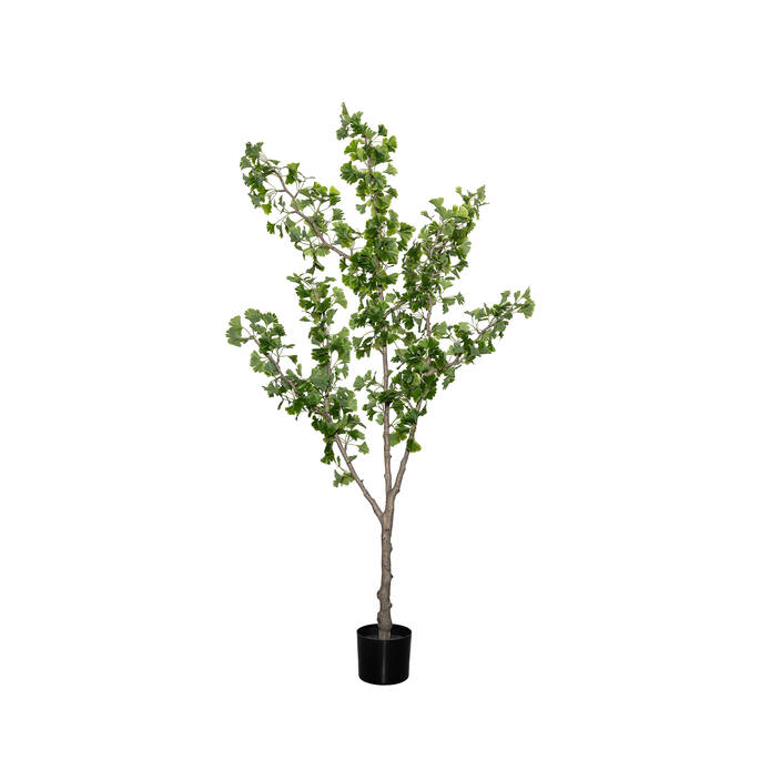 (EU) Ginko Biloba 