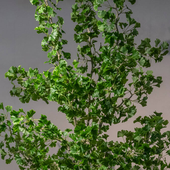 Ginko Biloba Tree L, Green