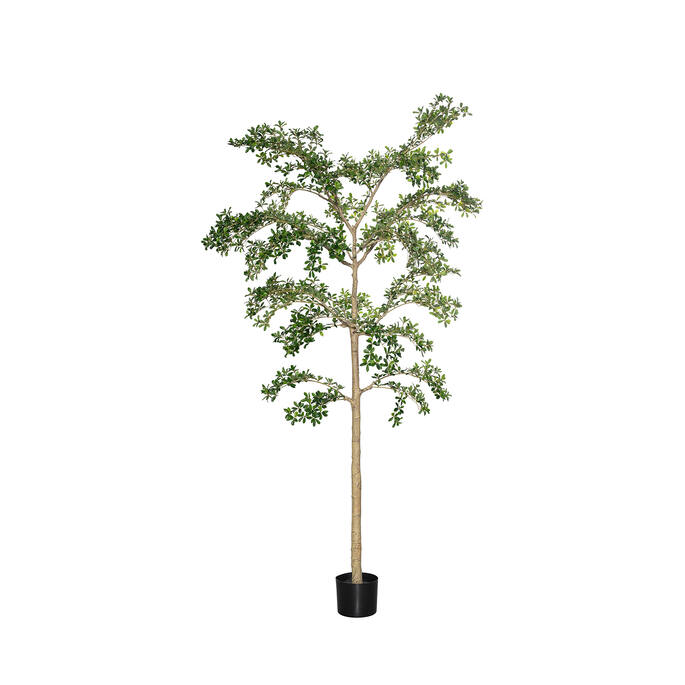 Buchida Buceras Shady Lady Tree 