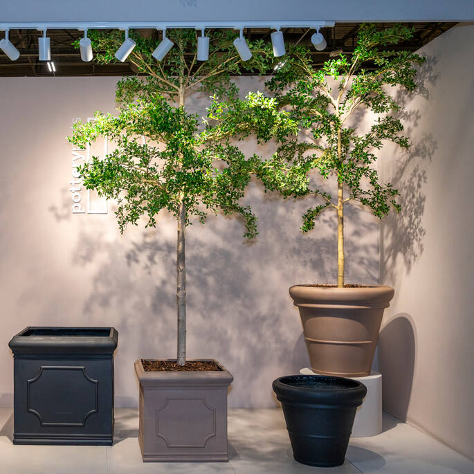 Buchida Buceras Shady Lady Tree XL, Green