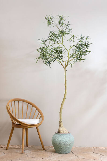 (EU) Queensland bottle Tree 