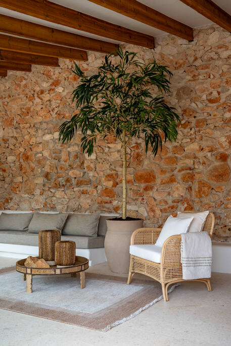 Ficus Alii Tree XL, Green