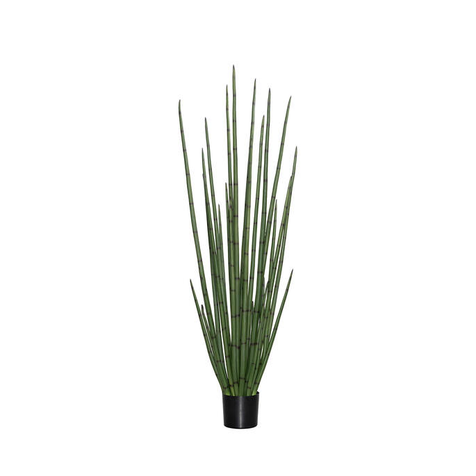 (EU) Sansevieria Cylindrica 