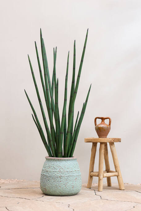 (EU) Sansevieria Cylindrica 