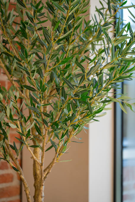 Olea Europaea Tree L, Green